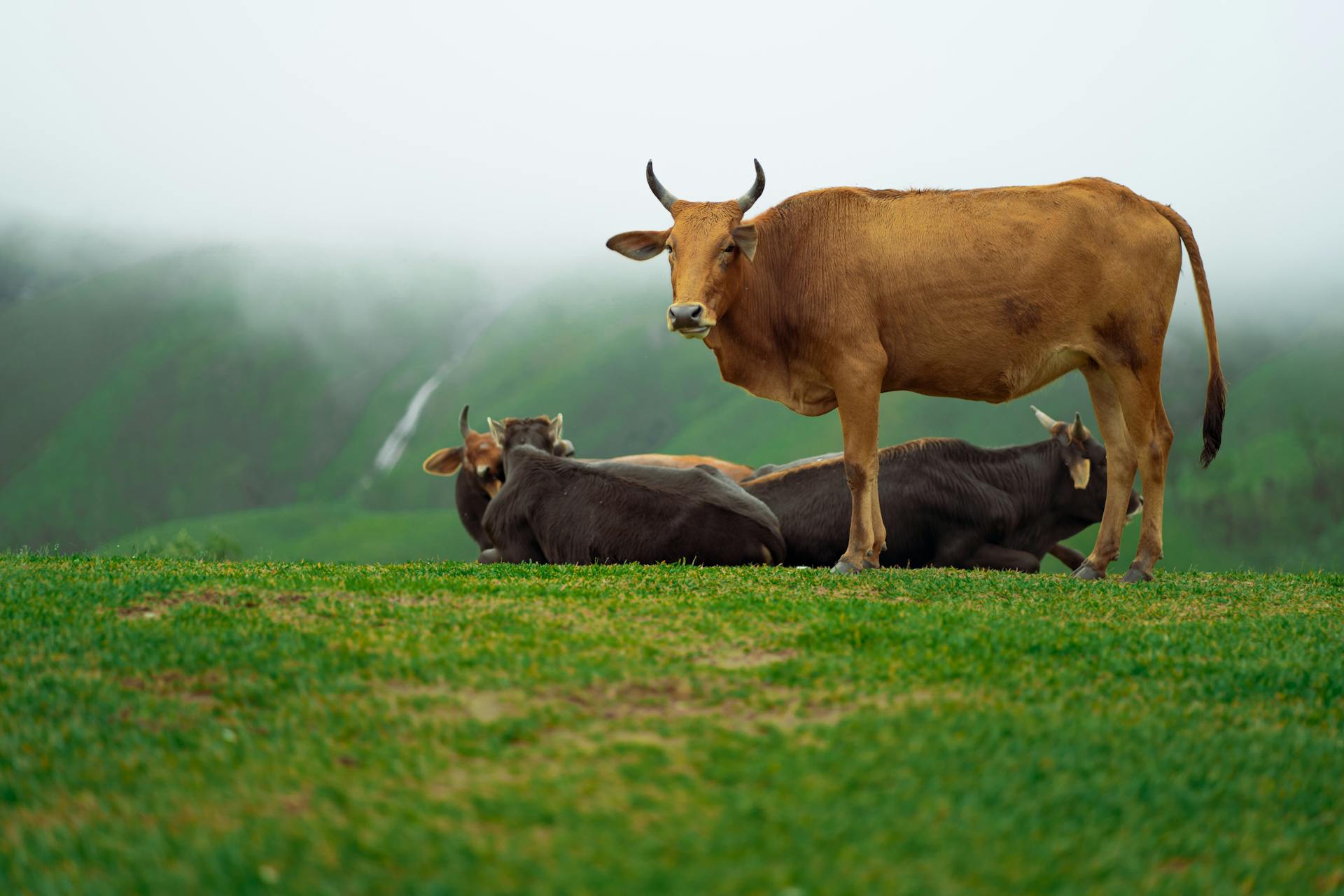 Eid Animals