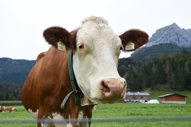 The Benefits of Fresh Cow and Buffalo Milk Nutritional Powerhouses for Your Health